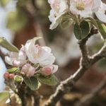 Äppelblütefest in Naurod führt zu Umleitungen vom 8. bis 11. Mai