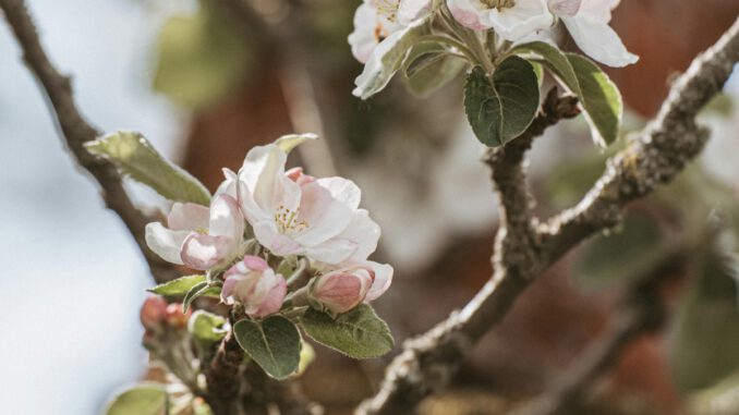 Äppelblütefest in Naurod führt zu Umleitungen vom 8. bis 11. Mai