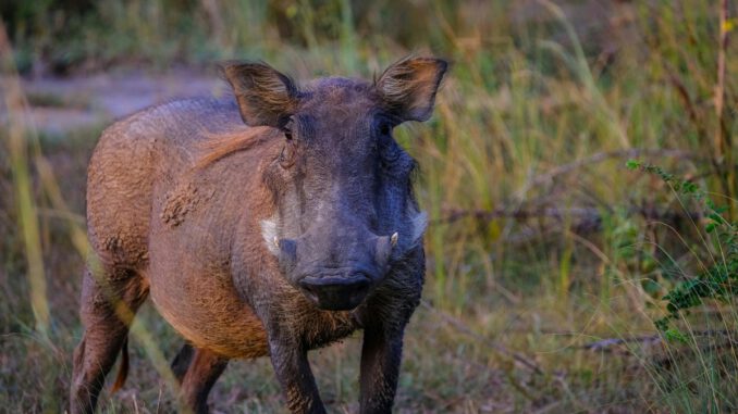 Afrikanische Schweinepest: Zehn Monate ohne neuen Fund im Rheingau Taunus Kreis Afrikanische Schweinepest: Zehn Monate ohne neuen Fund im Rheingau Taunus Kreis