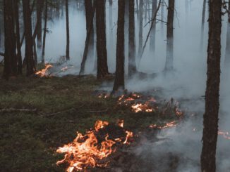 Höchste Waldbrandwarnstufe in Wiesbaden führt zu umfassenden Grillverboten und Auflagen