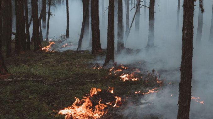 Höchste Waldbrandwarnstufe in Wiesbaden führt zu umfassenden Grillverboten und Auflagen Höchste Waldbrandwarnstufe in Wiesbaden führt zu umfassenden Grillverboten und Auflagen